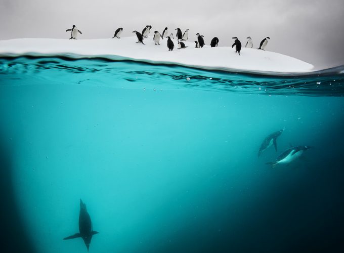 Wallpaper Penguin, New Zealand, underwater, Animals 627756409